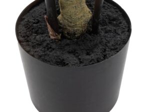 Potted Bamboo Tree