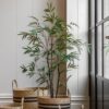 Potted Bamboo Tree