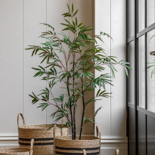Potted Bamboo Tree