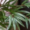 Potted Bamboo Tree