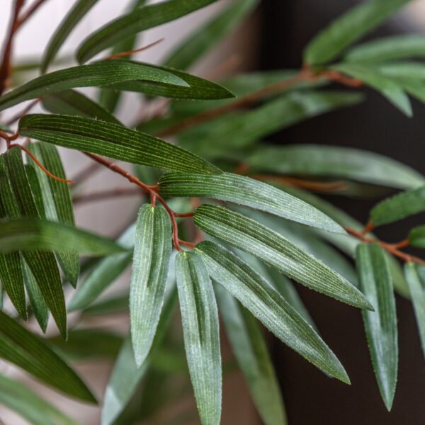 Potted Bamboo Tree