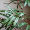 Potted Bamboo Tree