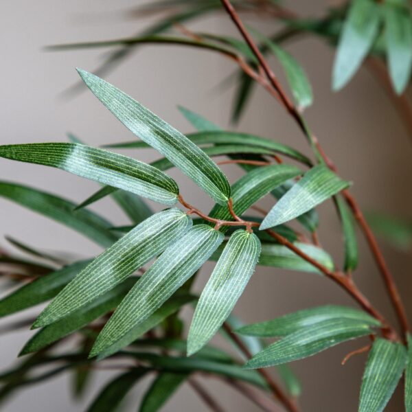 Potted Bamboo Tree