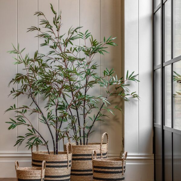 Potted Bamboo Tree