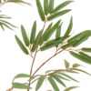 Potted Bamboo Tree