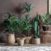 DF-GAL-5059413399763-1 Areca Palm Tree