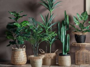 Areca Palm Tree