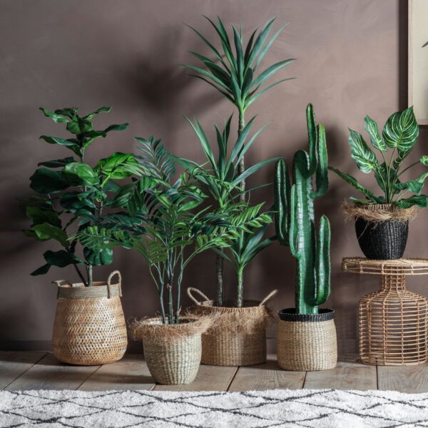 DF-GAL-5059413399763-1 Areca Palm Tree