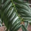 DF-GAL-5059413399770-1 Areca Palm Tree
