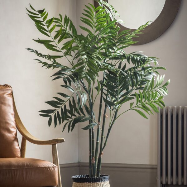 DF-GAL-5059413399770-2 Areca Palm Tree