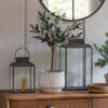 Olive Tree