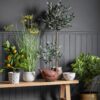 Olive Tree