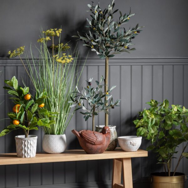 Olive Tree