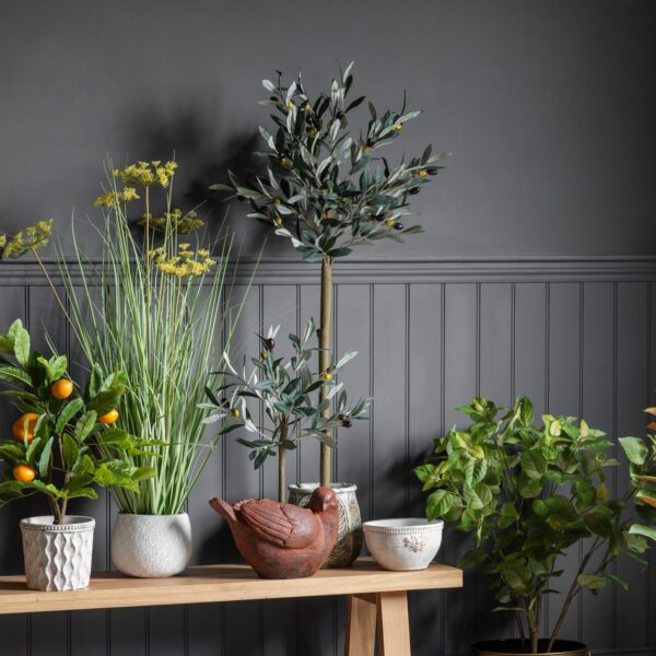 Olive Tree