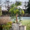 Chinese Fan Palm