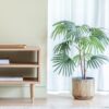 Chinese Fan Palm