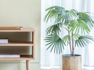 DF-GAL-5059413693953-1 Chinese Fan Palm