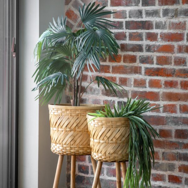 Chinese Fan Palm