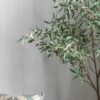 Olive Tree Green