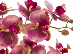 DF-GAL-5061087249459-1 Orchid in Moss Ceramic Dot Pot