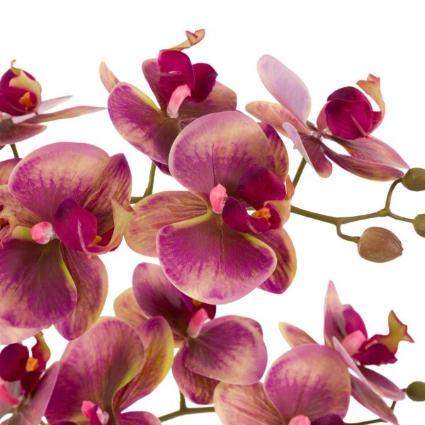 DF-GAL-5061087249459-1 Orchid in Moss Ceramic Dot Pot