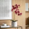 DF-GAL-5061087249459-2 Orchid in Moss Ceramic Dot Pot