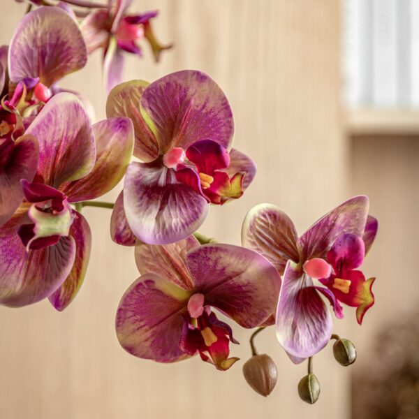 DF-GAL-5061087249459-3 Orchid in Moss Ceramic Dot Pot