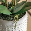 DF-GAL-5061087249459-4 Orchid in Moss Ceramic Dot Pot