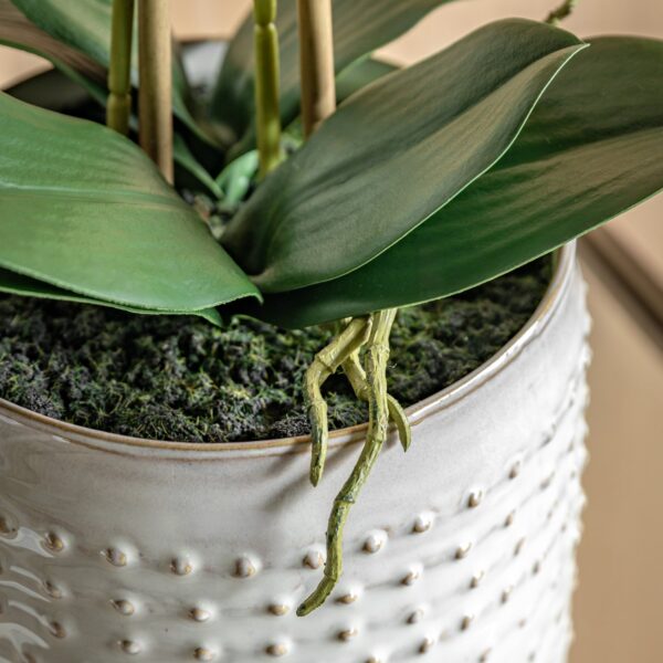 DF-GAL-5061087249459-4 Orchid in Moss Ceramic Dot Pot